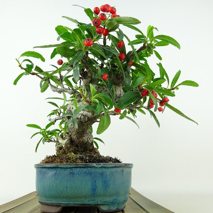  бонсай стойка can sa высота дерева примерно 16cm Pyracantha красный оригинал роза . вечнозеленое дерево .. для маленький товар на данный момент товар 