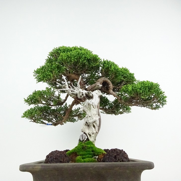 盆栽 真柏 樹高 約26cm しんぱく 高級盆栽 Juniperus chinensis シンパク “ジン シャリ” ヒノキ科 常緑樹 観賞用 現品_画像2