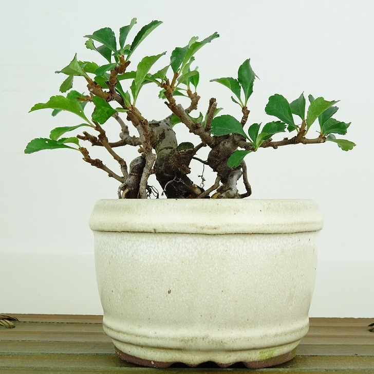  bonsai plum Chojubai bonsai tree height of tree approximately 6cm.......Chaenomeles japonica \'Chojubai\'choujubai rose . becoming dim . deciduous tree .. for small goods reality goods 