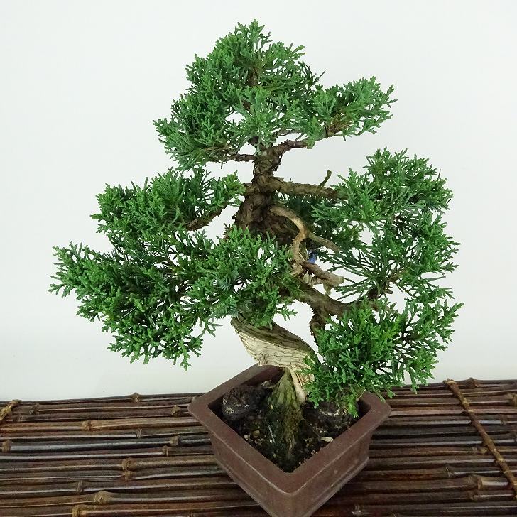盆栽 真柏 樹高 約21cm しんぱく Juniperus chinensis シンパク 盆栽 真柏 樹高 約21cm しんぱく Juniperus chinensis シンパク