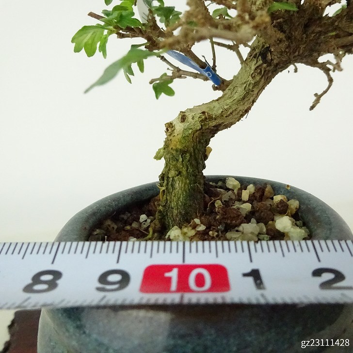 盆栽 匂い楓 樹高 約7cm においかえで Premna japonica ニオイカエデ クマツヅラ科 落葉樹 観賞用 小品 現品_画像6