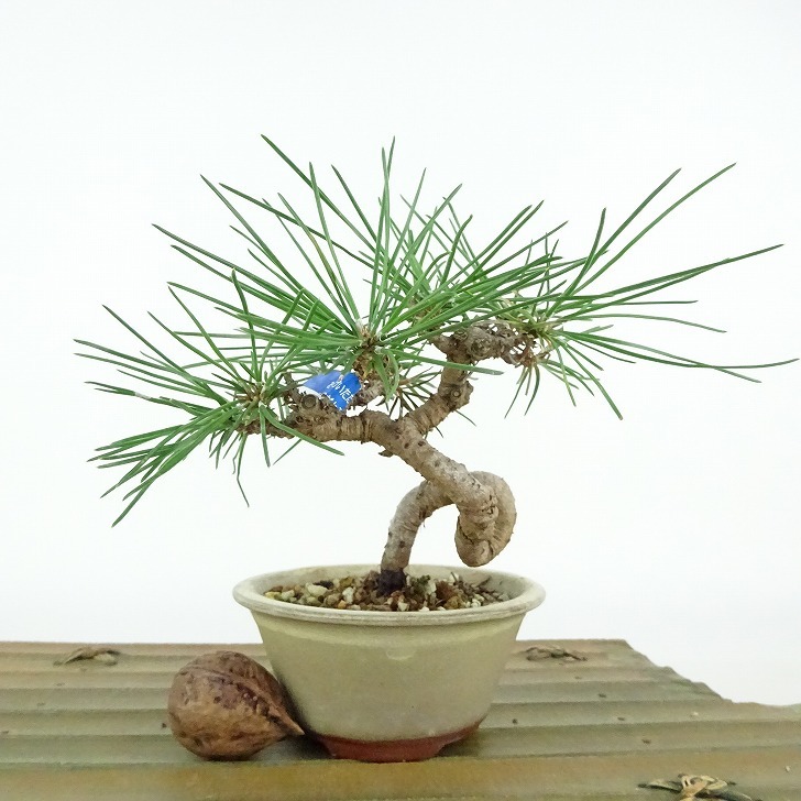  бонсай сосна сосна Тунберга высота дерева примерно 10cm....Pinus thunbergii черный matsumatsu. вечнозеленый игольчатое дерево .. для маленький товар на данный момент товар 