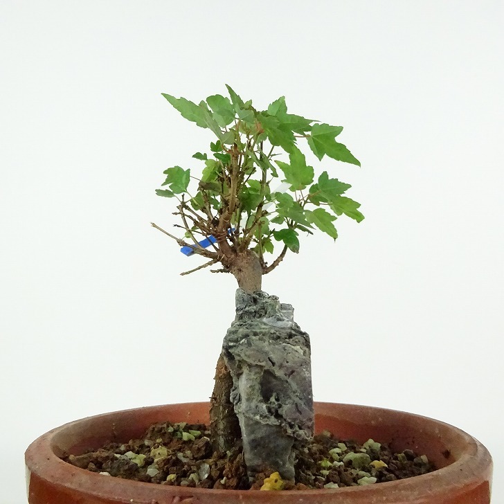  bonsai maple height of tree approximately 12cm maple Acer maple . leaf stone attaching maple . deciduous tree .. for small goods reality goods 