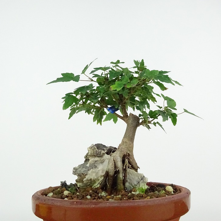  bonsai maple height of tree approximately 14cm maple Acer maple . leaf stone attaching maple . deciduous tree .. for small goods reality goods 
