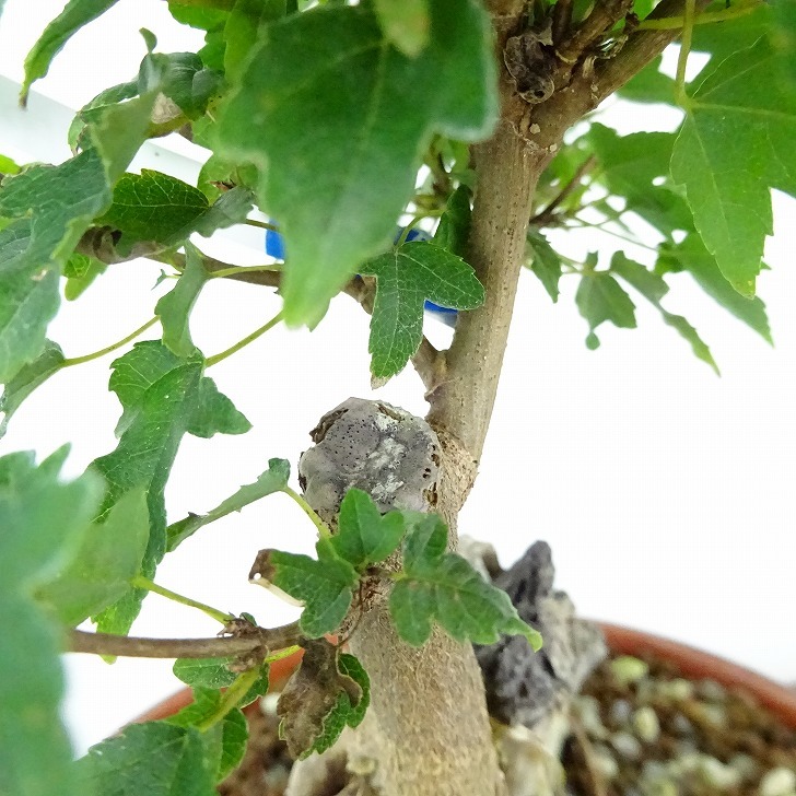  bonsai maple height of tree approximately 14cm maple Acer maple . leaf stone attaching maple . deciduous tree .. for small goods reality goods 