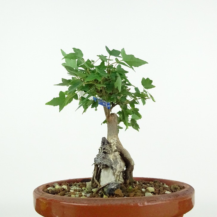  bonsai maple height of tree approximately 14cm maple Acer maple . leaf stone attaching maple . deciduous tree .. for small goods reality goods 