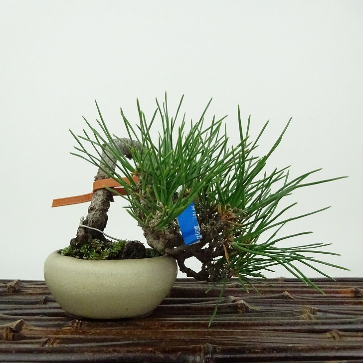 盆栽 松 黒松 ミニ盆栽 樹高 上下 約8cm くろまつ Pinus thunbergii クロマツ マツ科 常緑針葉樹 観賞用 小品 現品_画像4