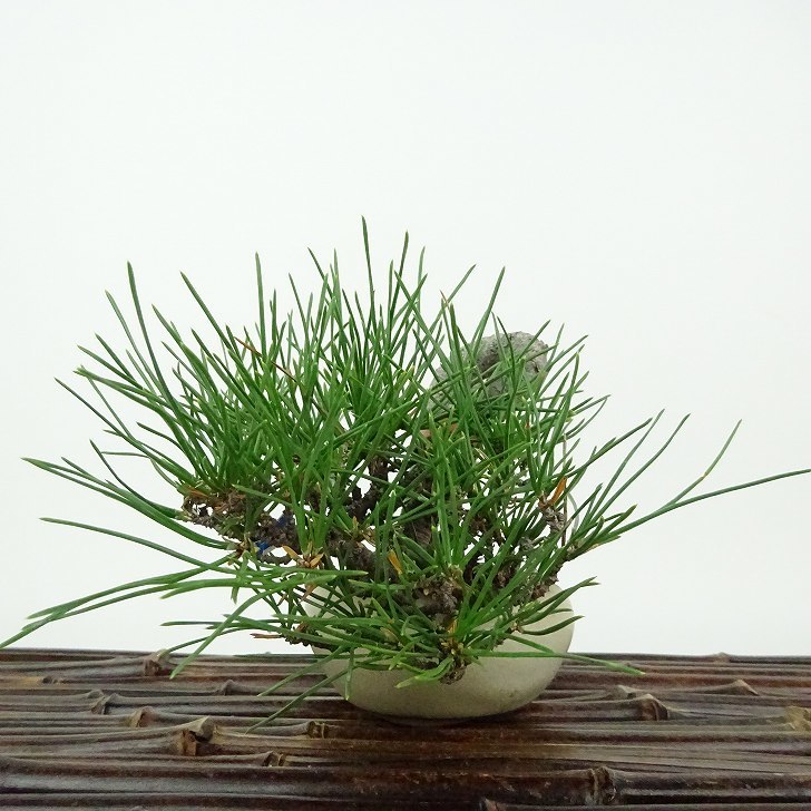 盆栽 松 黒松 ミニ盆栽 樹高 上下 約8cm くろまつ Pinus thunbergii クロマツ マツ科 常緑針葉樹 観賞用 小品 現品_画像5