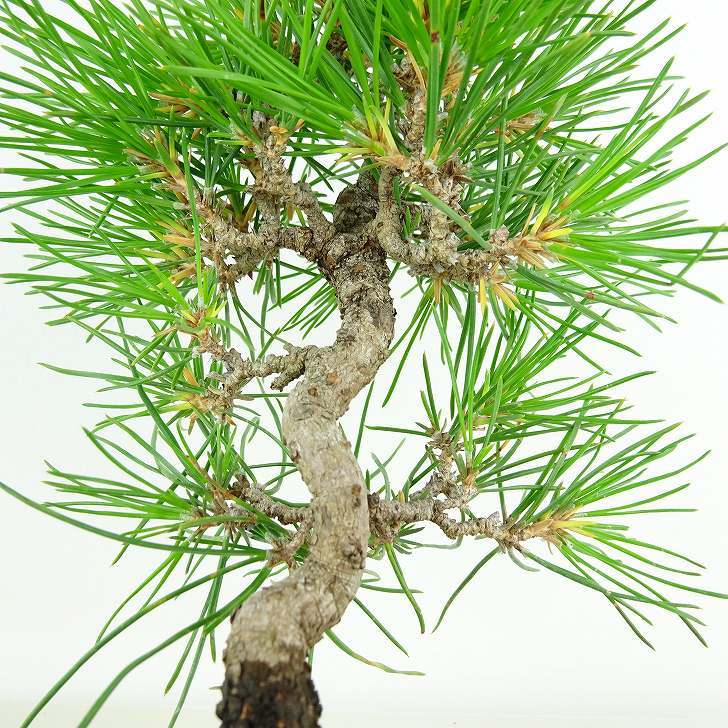 盆栽 松 黒松 樹高 約19cm くろまつ Pinus thunbergii クロマツ マツ科 常緑針葉樹 観賞用 小品 現品_画像7