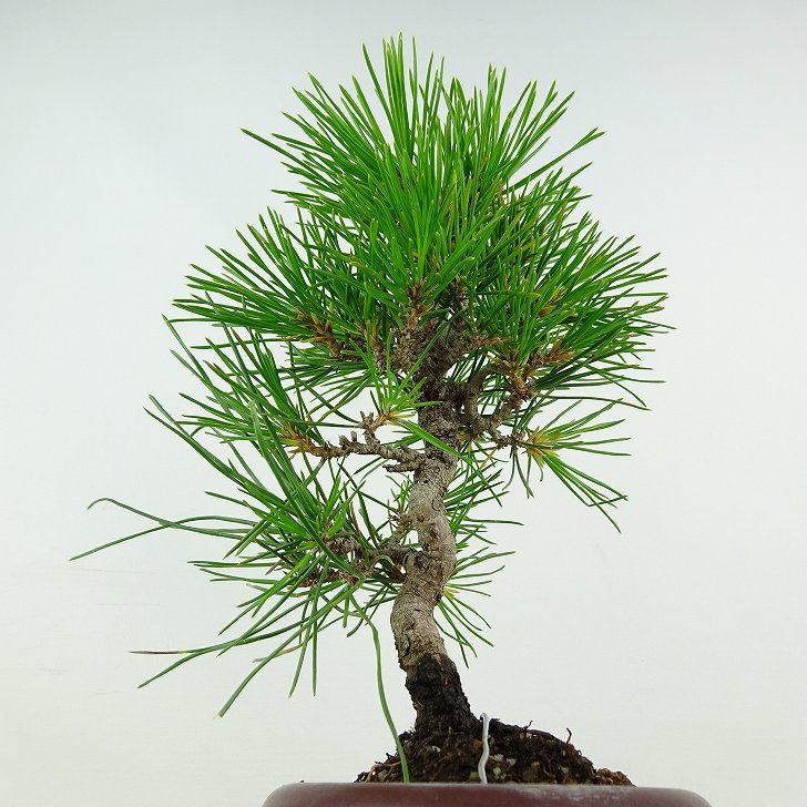 盆栽 松 黒松 樹高 約19cm くろまつ Pinus thunbergii クロマツ マツ科 常緑針葉樹 観賞用 小品 現品_画像5