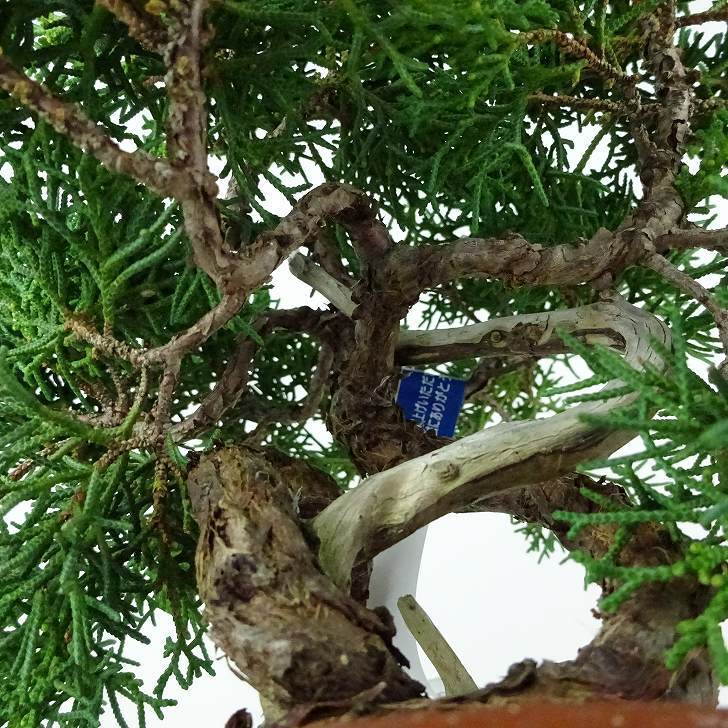 盆栽 真柏 樹高 約17cm しんぱく Juniperus chinensis シンパク “ジン シャリ” ヒノキ科 常緑樹 観賞用 小品 現品_画像8