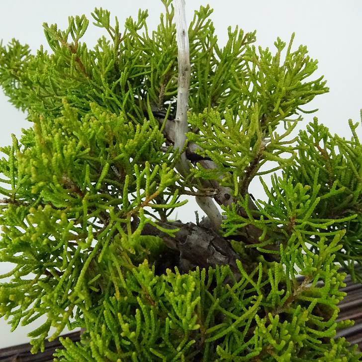  bonsai genuine Kashiwa height of tree approximately 17cm....Juniperus chinensissin Park * Gin ~ hinoki . evergreen tree .. for small goods reality goods 