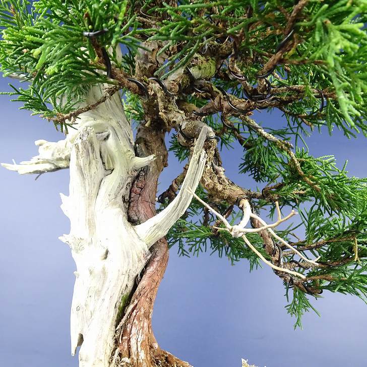  bonsai genuine Kashiwa height of tree approximately 29cm.... high class bonsai Juniperus chinensissin Park * Gin car li~ hinoki . evergreen tree .. for reality goods 