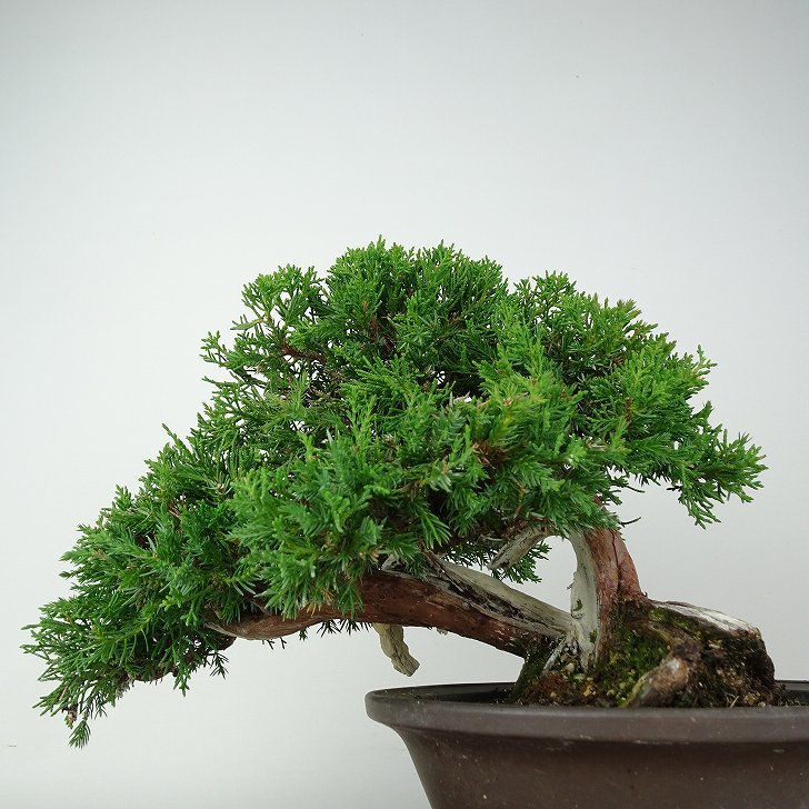 盆栽 真柏 樹高 上下 約22cm しんぱく Juniperus chinensis シンパク “ジン シャリ” ヒノキ科 常緑樹 観賞用 現品_画像3