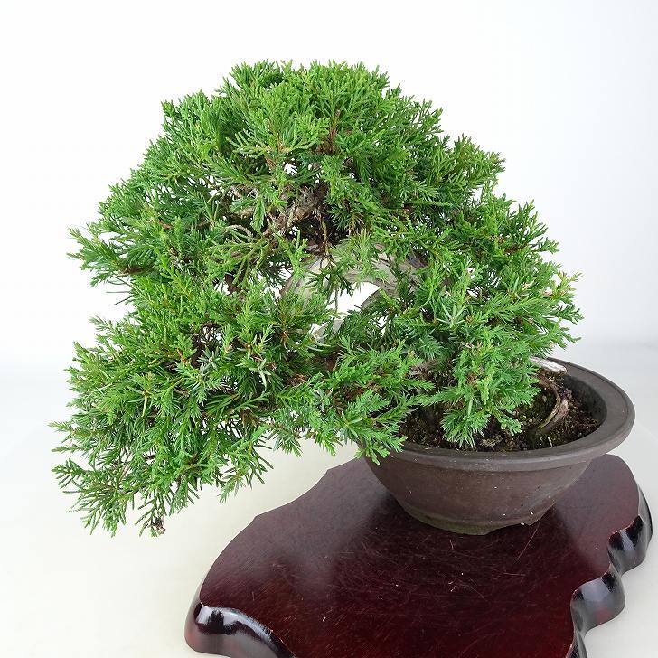 盆栽 真柏 樹高 上下 約22cm しんぱく Juniperus chinensis シンパク “ジン シャリ” ヒノキ科 常緑樹 観賞用 現品_画像8