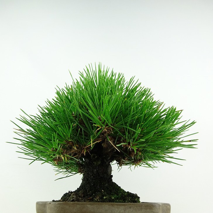 盆栽 松 黒松 樹高 約19cm くろまつ Pinus thunbergii クロマツ マツ科 常緑針葉樹 観賞用 小品 現品_画像4