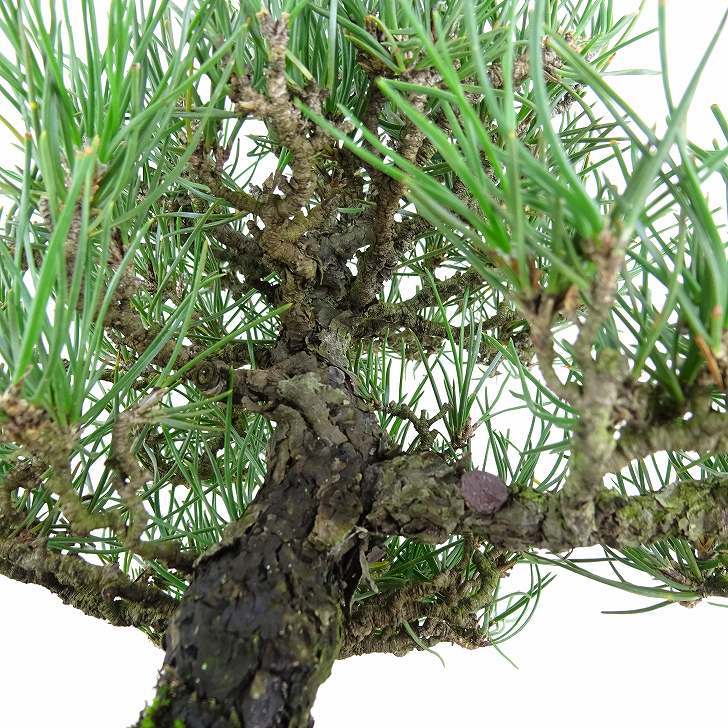 盆栽 松 黒松 樹高 約25cm くろまつ Pinus thunbergii クロマツ マツ科 常緑針葉樹 観賞用 現品_画像6