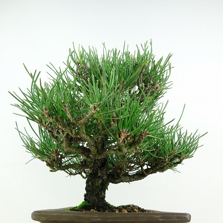 盆栽 松 黒松 樹高 約25cm くろまつ Pinus thunbergii クロマツ マツ科 常緑針葉樹 観賞用 現品_画像2
