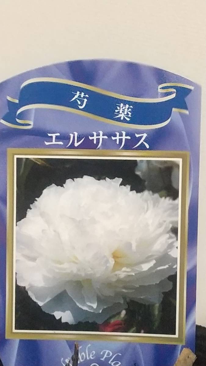 ①エルササス★芍薬の苗★写真現物_出品現物撮影です