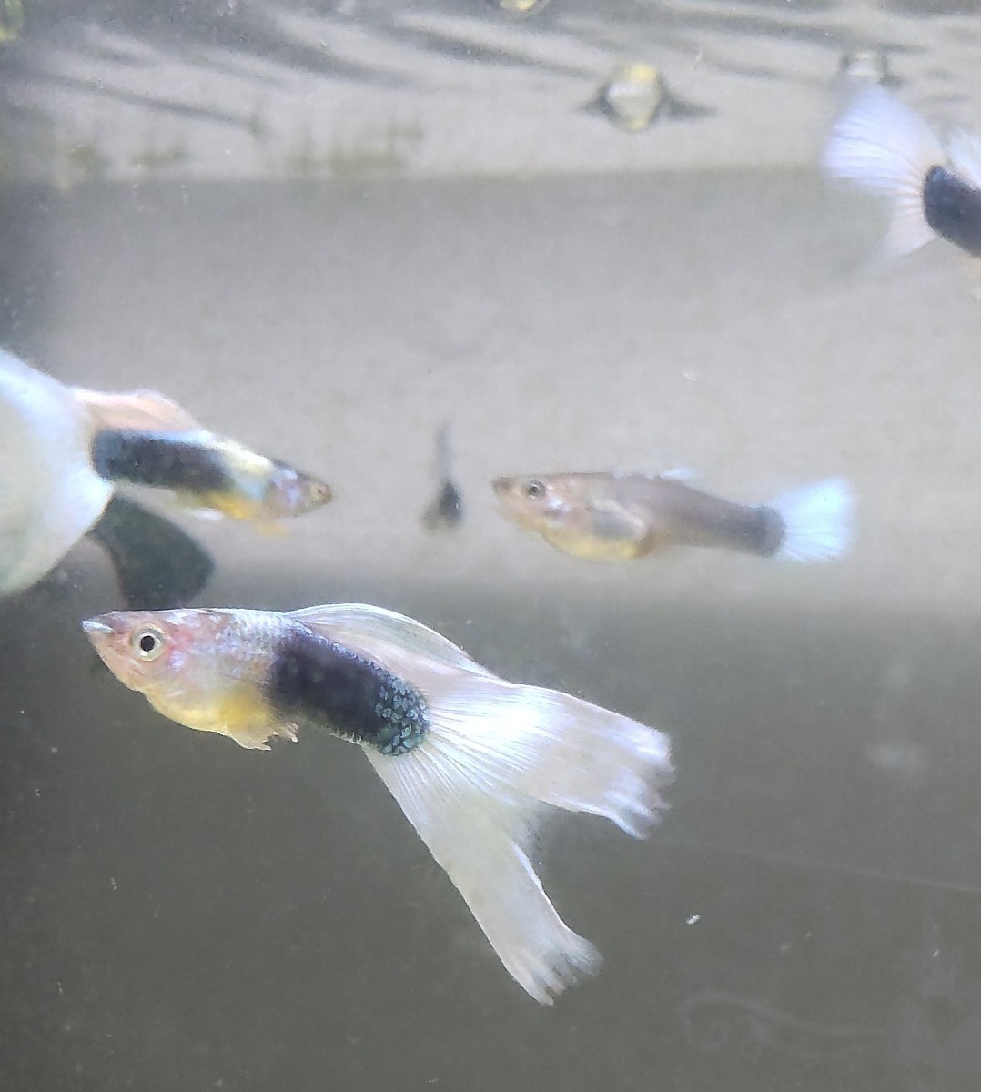  domestic production Germany yellow tuxedo Guppy pair 