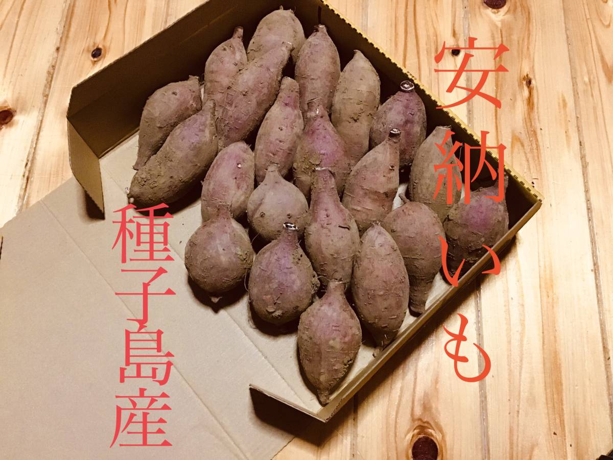 安納芋種子島産　プチサイズ1.2kg さつまいも　安納芋　紅　☆☆☆2_画像1