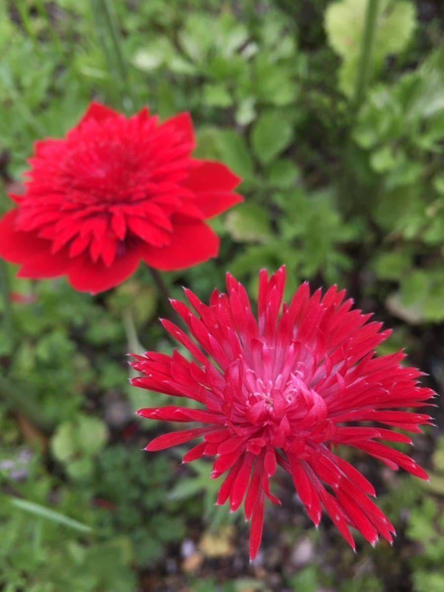 [苗] 原種アネモネ コロナリア ダブル(Anemone coronaria forma. flore-pleno) フローレプレノ 吹き詰め咲き 球根　1苗_画像2