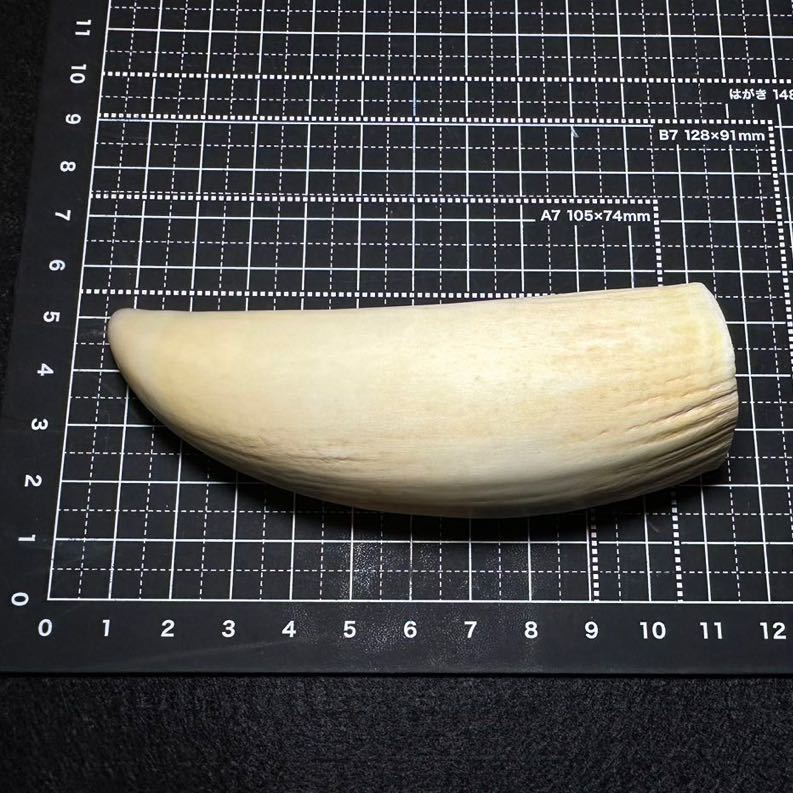2022新発 マッコウクジラの歯 その他 - fishtowndistrict.com