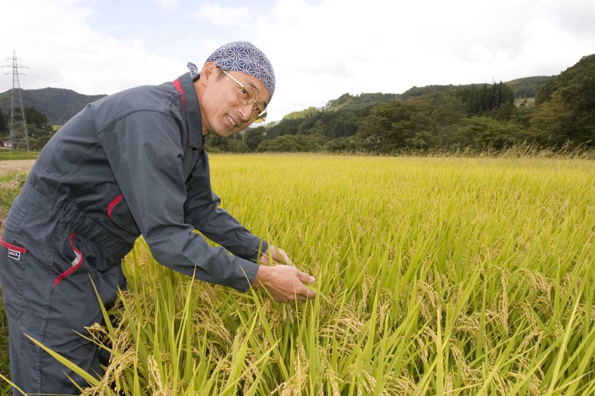 月山の麓で栽培した特別栽培米（令和４年産精米雪若丸２0ｋｇ）_限界集落を守るために脱サラした新米農家