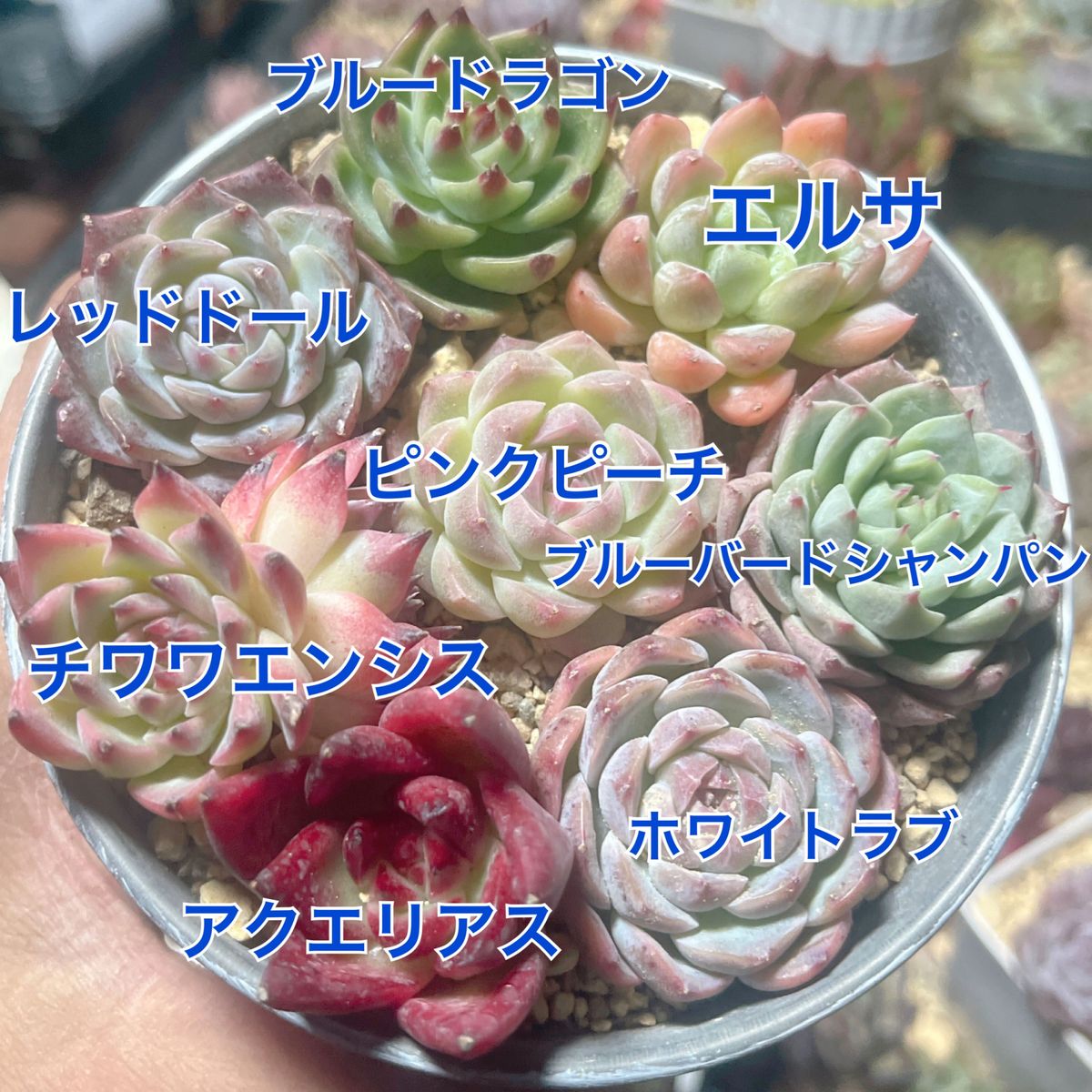 韓国苗8苗セット 多肉植物 レア品種 高級品種 人気品種入って 韓国苗8苗セット 多肉植物 レア品種 高級品種 人気品種入って