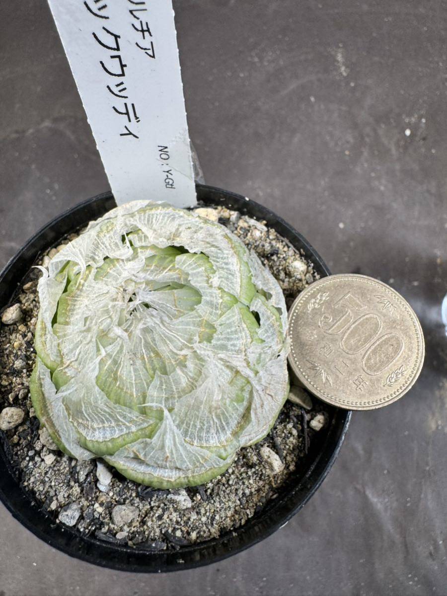 白峯園 h17 ロックウッディ ハオルチア 原種 多肉植物 Haworthia lockwoodii_画像3