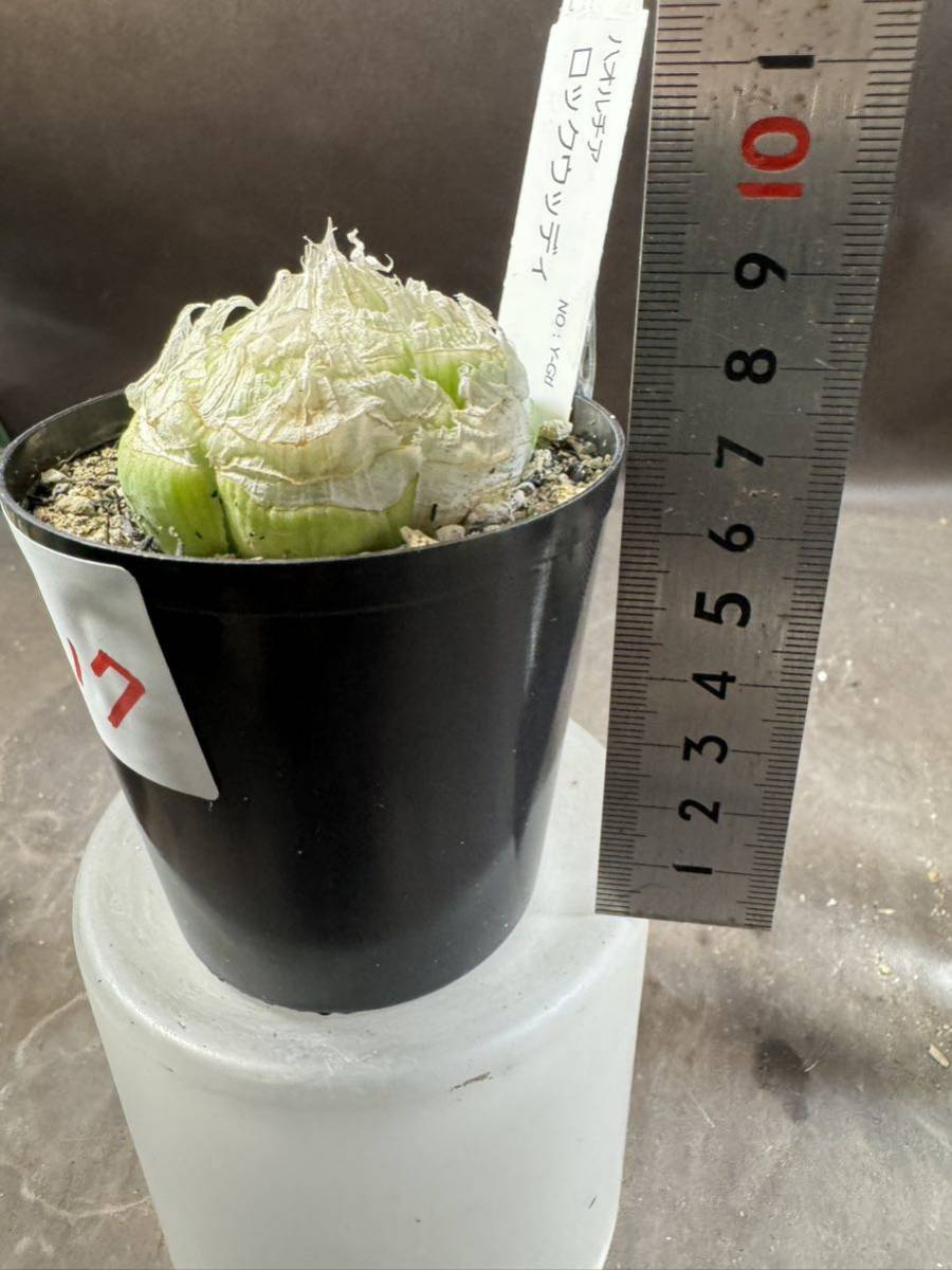 白峯園 h17 ロックウッディ ハオルチア 原種 多肉植物 Haworthia lockwoodii_画像6