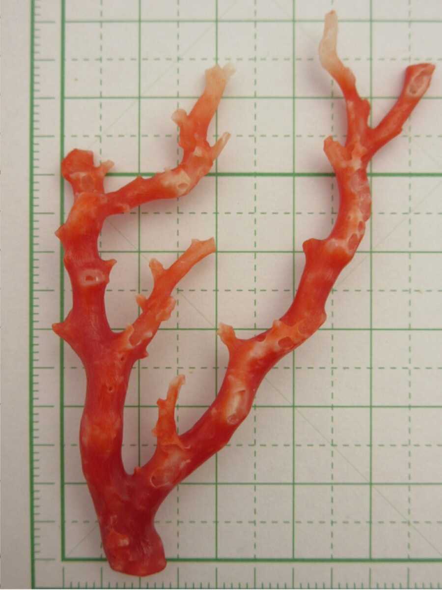 【TOP】血赤珊瑚 サンゴ 5.52g 枝 ルース 根付 x172.