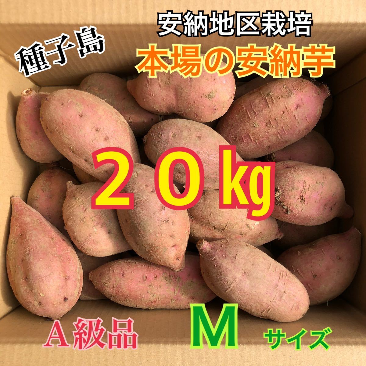 種子島　農家直送！安納地区の安納芋　M 20キロ　A級品_画像1