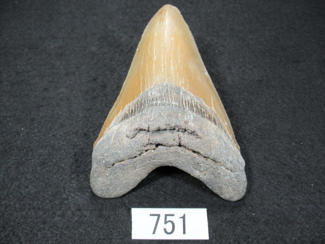 ◆化石 サメの歯◆メガロドン◆アメリカ◆129mm◆No.751◆送料無料_画像4