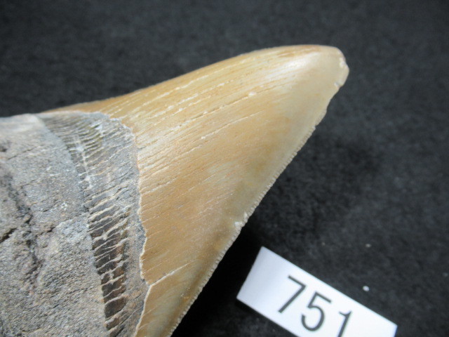 ◆化石 サメの歯◆メガロドン◆アメリカ◆129mm◆No.751◆送料無料の画像5