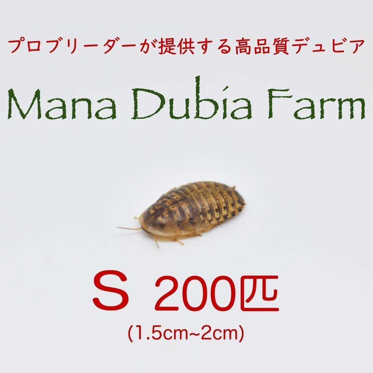 【Mana Dubia Farm】デュビア S 200匹_画像1