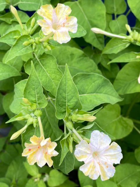 おしろい花の種　白×黄色　絞り咲き　単色　白粉花　オシロイバナ　ホワイト　イエロー　咲き分け　檸檬色　レモン色　春蒔きの種_画像2