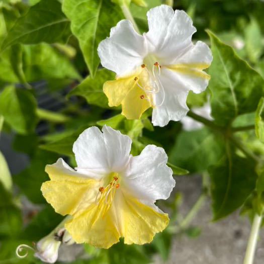 おしろい花の種 白×黄色 絞り咲き 単色 白粉花 オシロイバナ おしろい花の種 白×黄色 絞り咲き 単色 白粉花 オシロイバナ