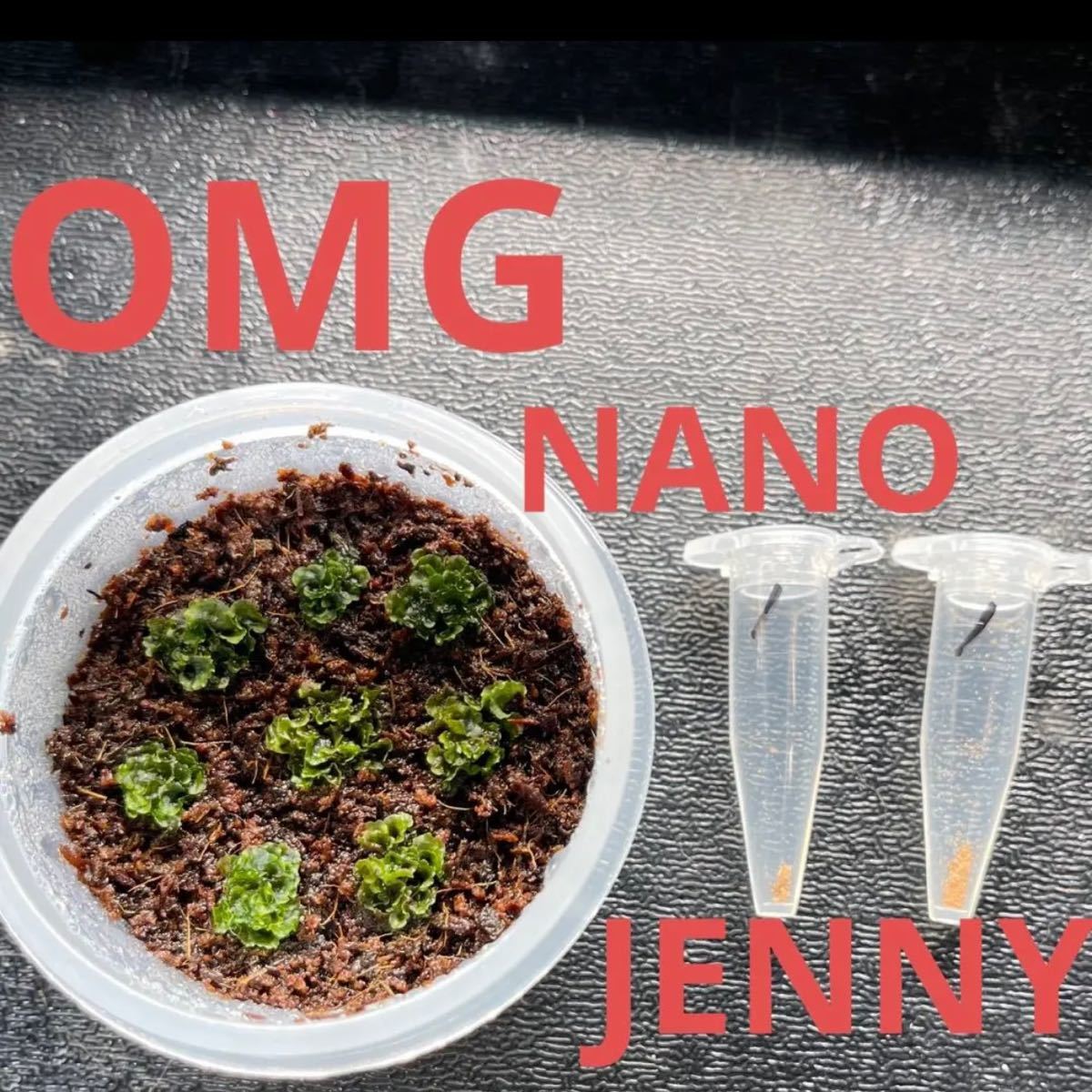 OMG 前葉体 NANO JENNY 胞子 ナノ ジェニー ビカクシダ セット_画像1