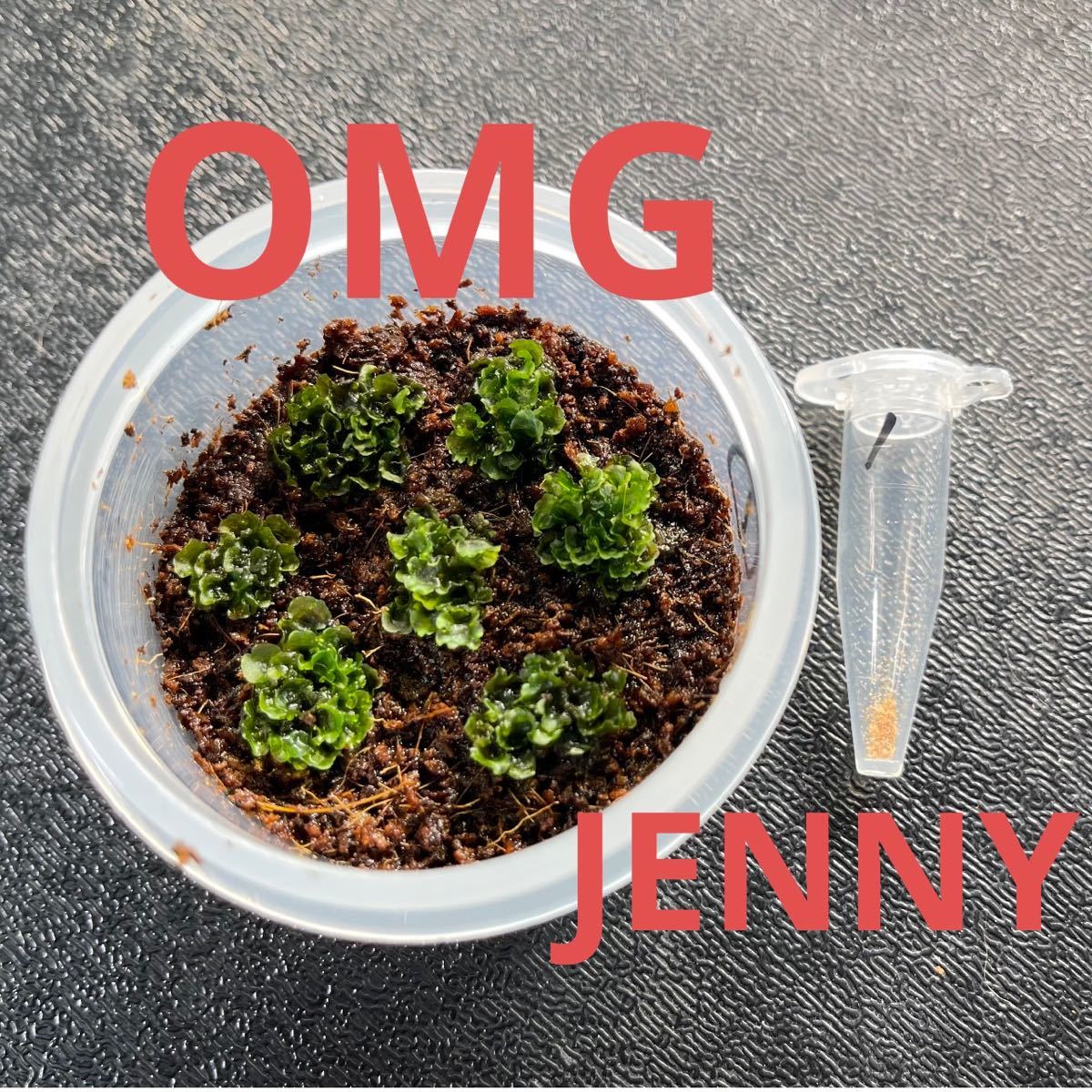 OMG JENNY ビカクシダ 胞子 前葉体 ジェニー ① dwarf OMG JENNY ビカクシダ 胞子 前葉体 ジェニー ① dwarf