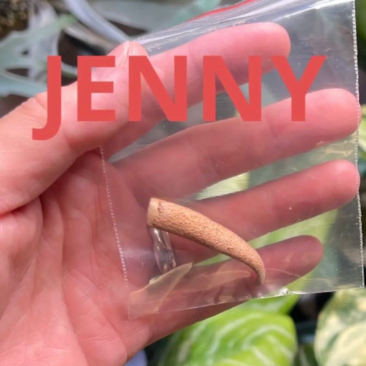 OMG JENNY ビカクシダ 胞子 前葉体 ジェニー ① dwarf OMG JENNY ビカクシダ 胞子 前葉体 ジェニー ① dwarf