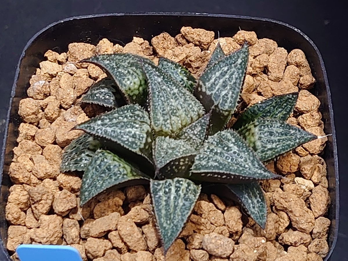 ハオルチア☆雪景色☆Haworthia_画像3