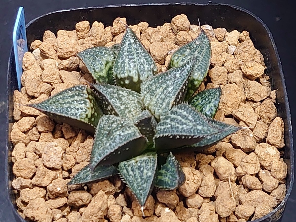 ハオルチア☆雪景色☆Haworthia_画像4