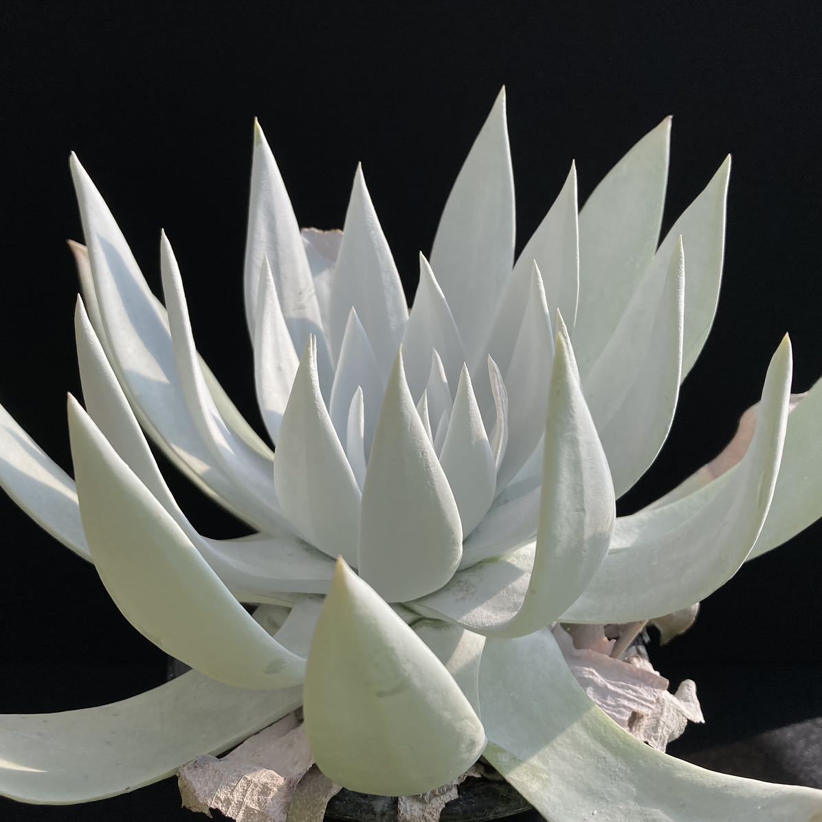 σ ダドレア ブリトニー (仙女盃) 実生 4号大株 Dudleya brittonii 多肉植物 サボテン エケベリア クラッスラ ダドレヤ_画像4