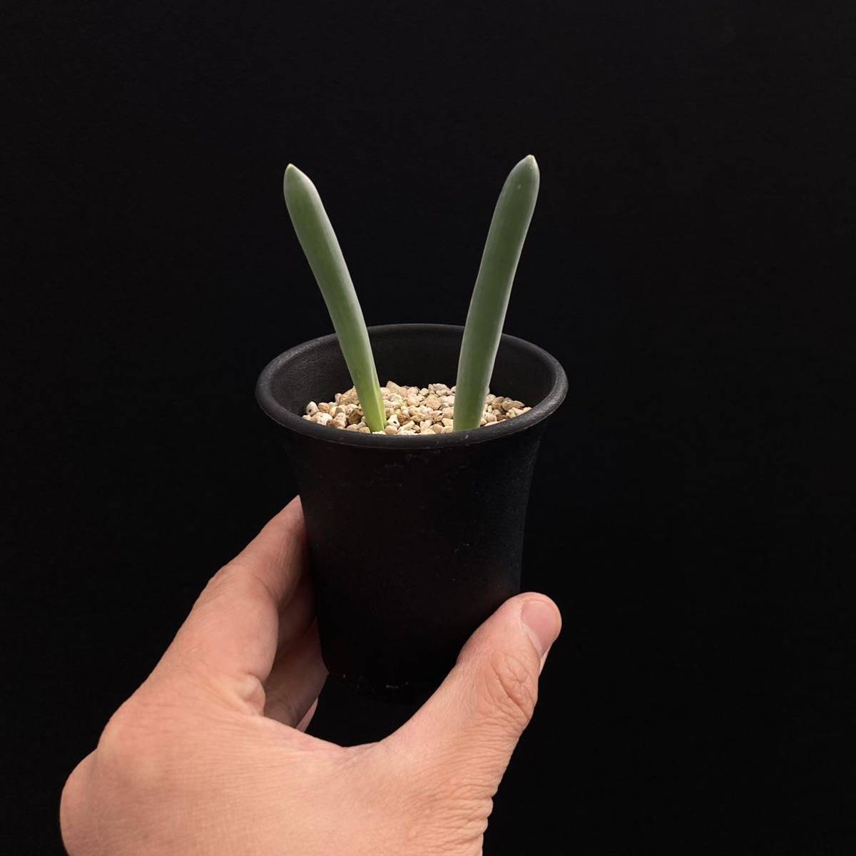 σ アルブカ ウニフォリアータ 実生2球植え 2.5号 Albuca unifoliata 多肉植物 サボテン ペラルゴニウム チレコドン ゲチリス_画像3