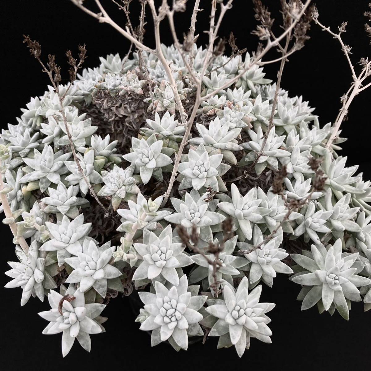 σ ダドレア グリーニー 3号群生 Dudleya greenei 多肉植物 サボテン ダドレヤ エケベリア ノマ ノーマ グノマ_参考画像