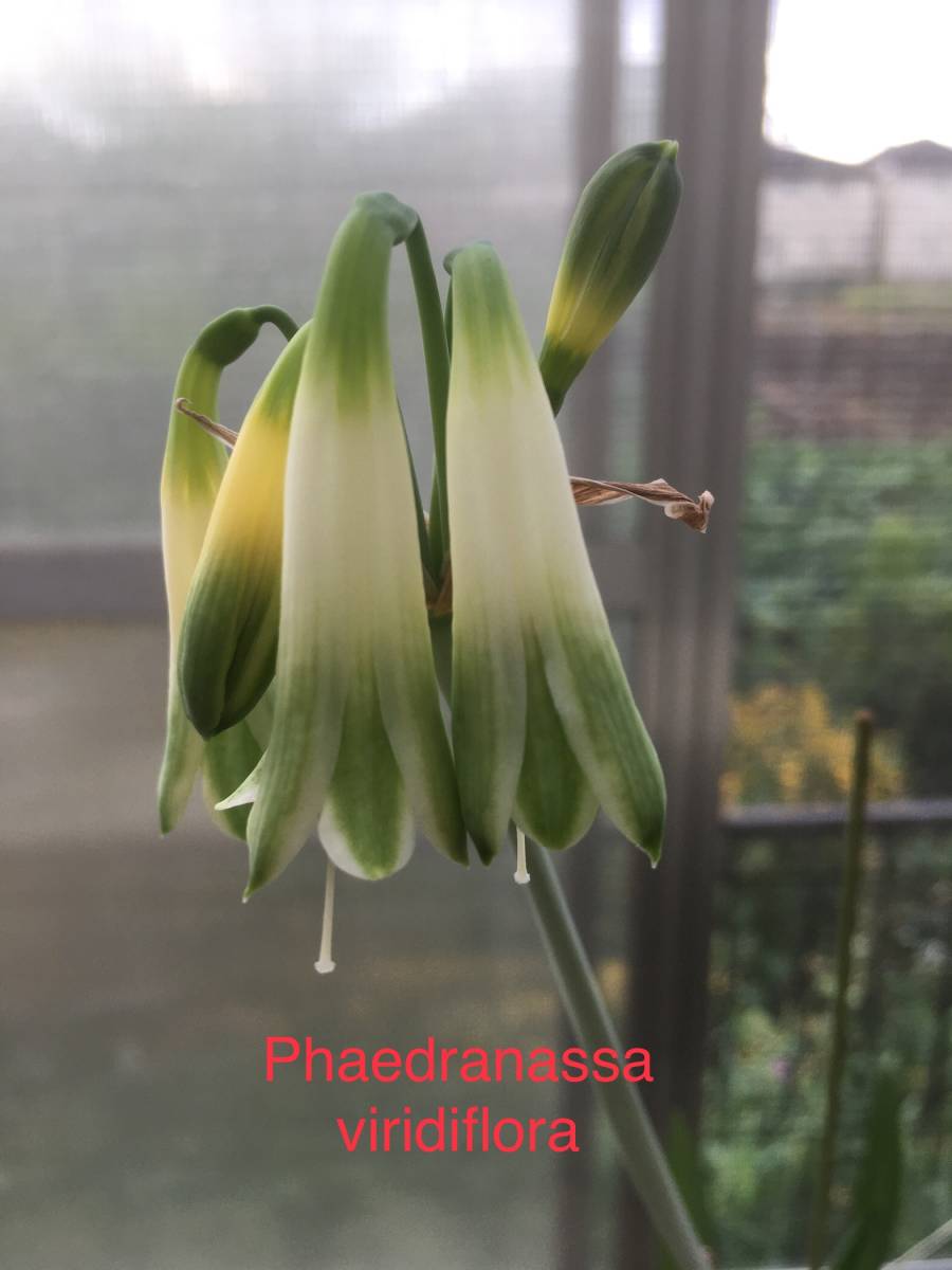 フェアドラナッサ・ヴィリディフローラ Phaedranassa viridiflora 子株付きの画像1