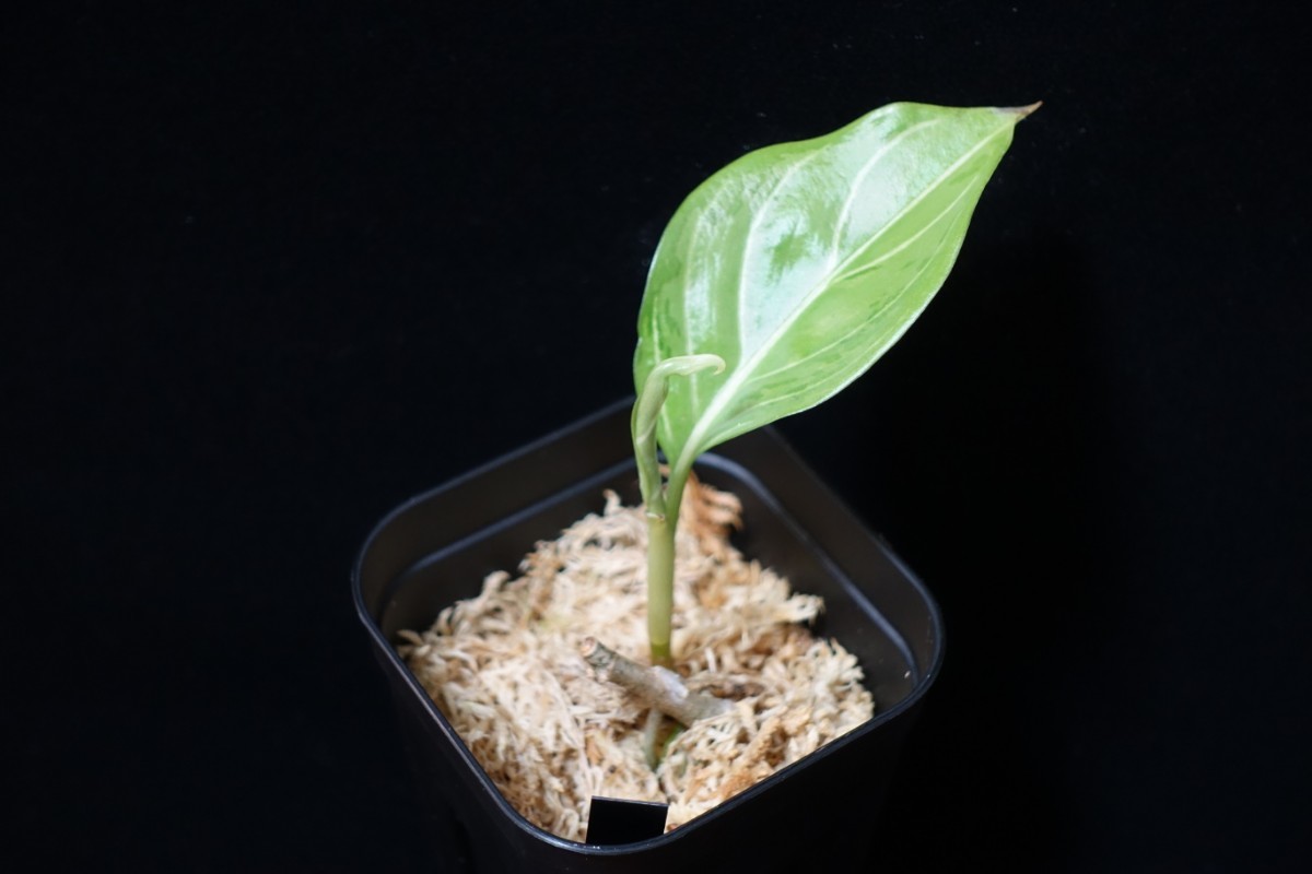 LA便　アグラオネマ　Aglaonema sp. hyb.【LA0322-02z】_画像4