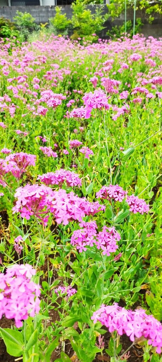 ムシトリナデシコ 4苗 可愛い ピンク 花 毎年咲く 可愛い 初心者 ガーデニング プランター 鉢植え イングリッシュガーデン