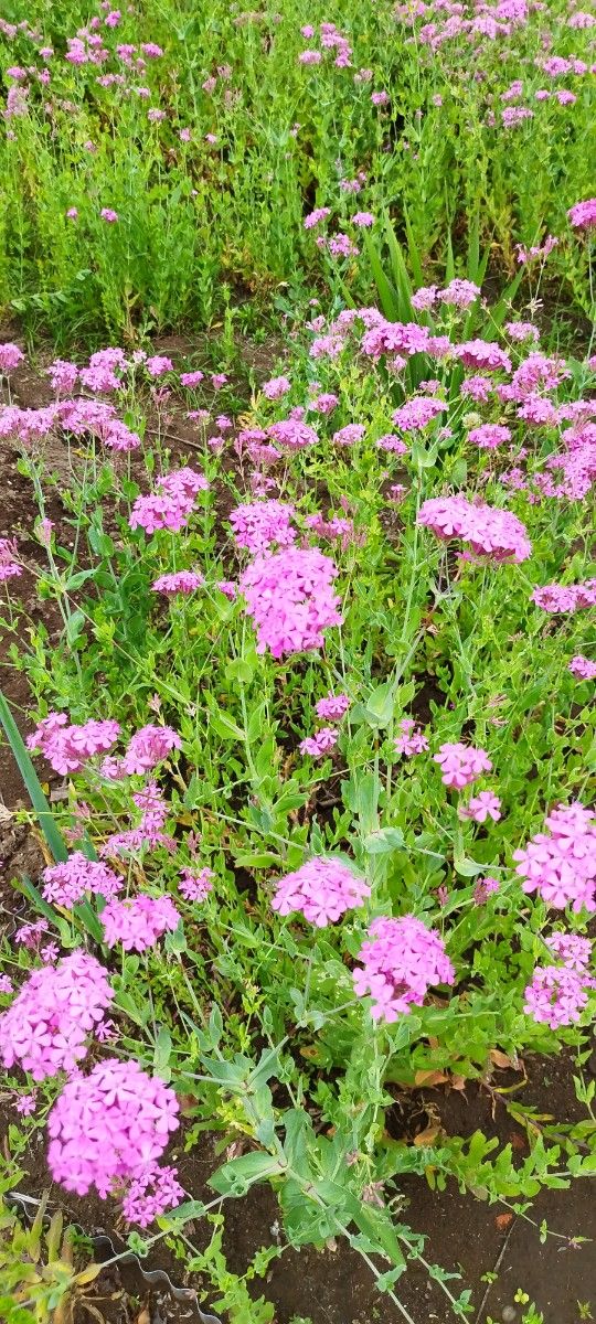 ムシトリナデシコ 4苗 可愛い ピンク 花 毎年咲く 可愛い 初心者 ガーデニング プランター 鉢植え イングリッシュガーデン